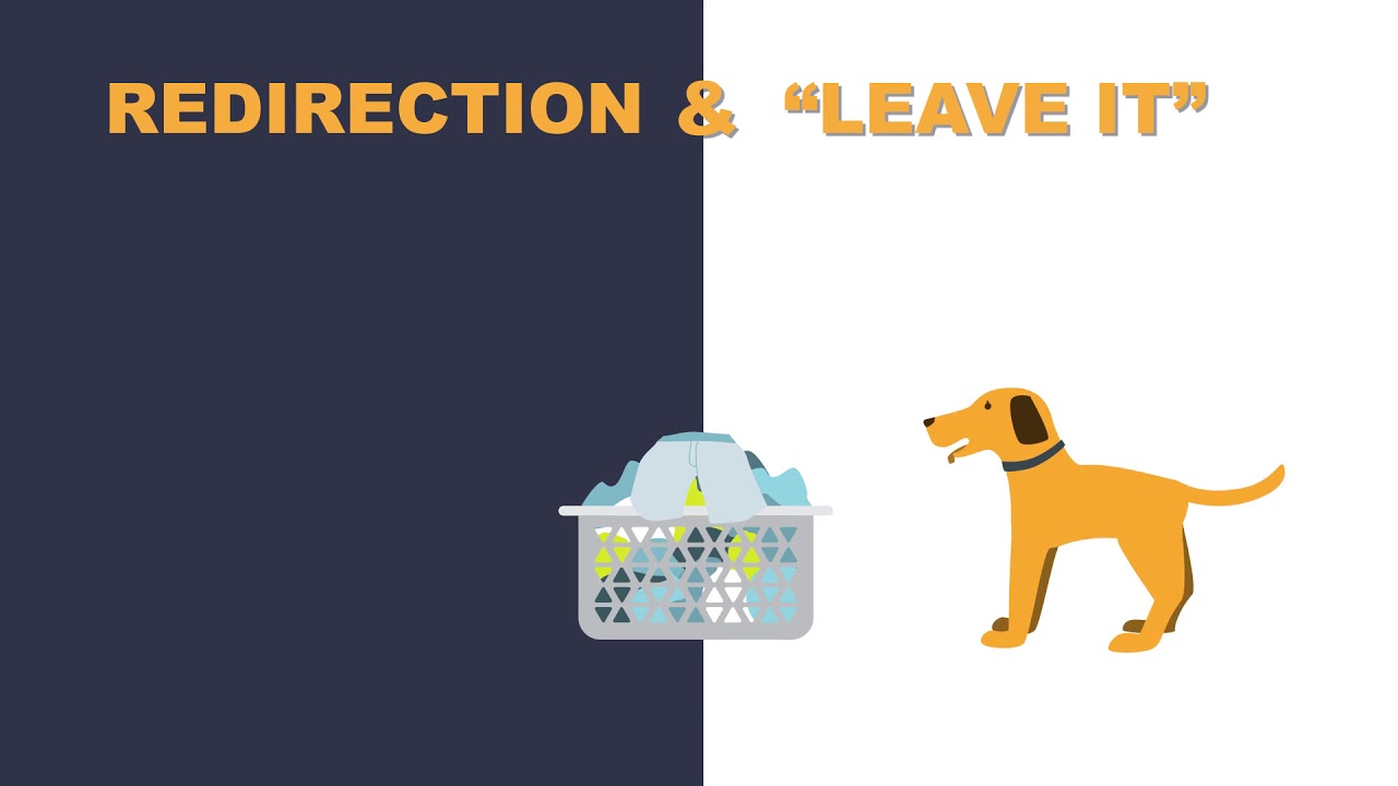 Fear Free Tips to Prevent and Stop Your Dog’s Destructive Chewing