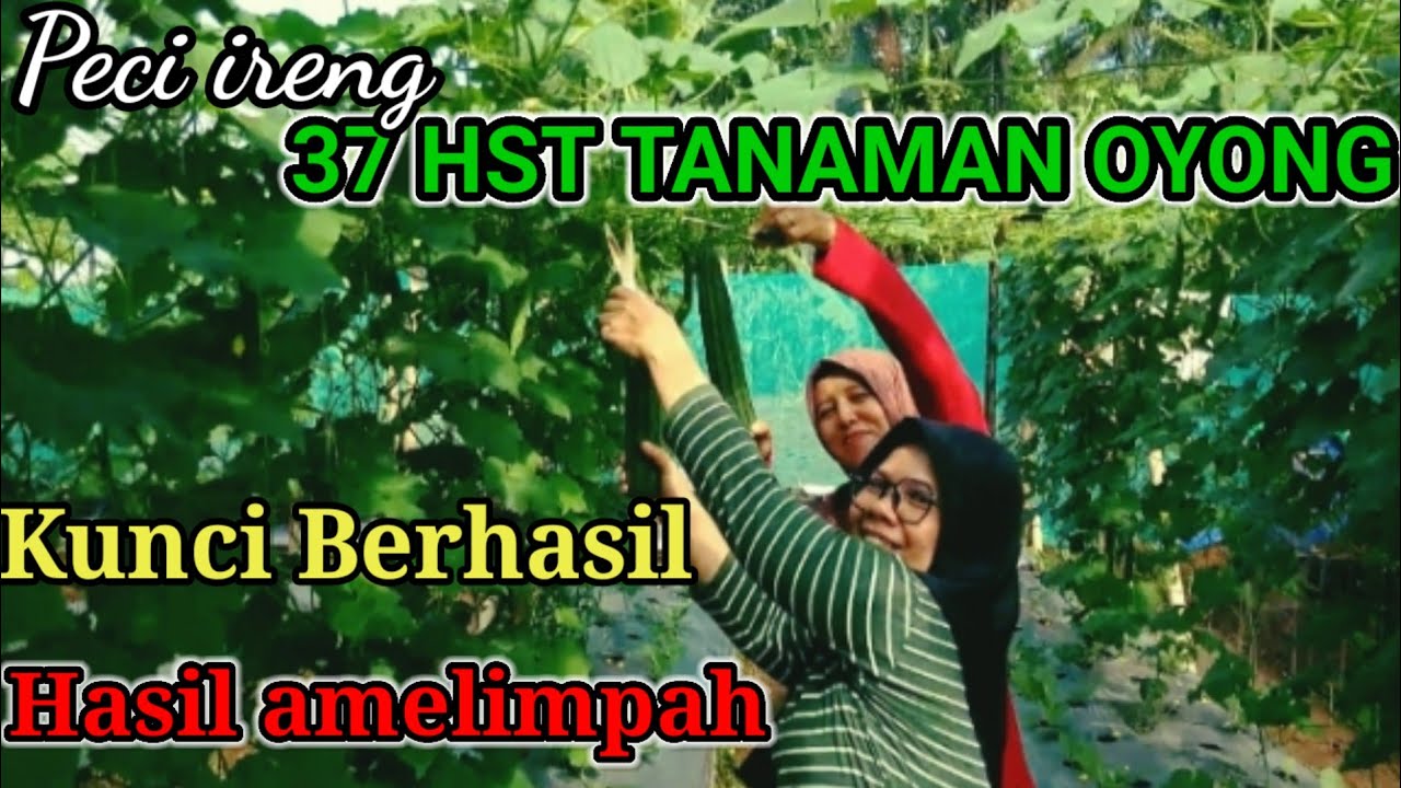 TARIK JITU BIAR PANEN OYONG HASILNYA BANYAK DI JAMIN BERHASIL