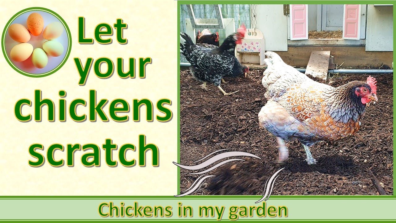 Let your chickens scratch