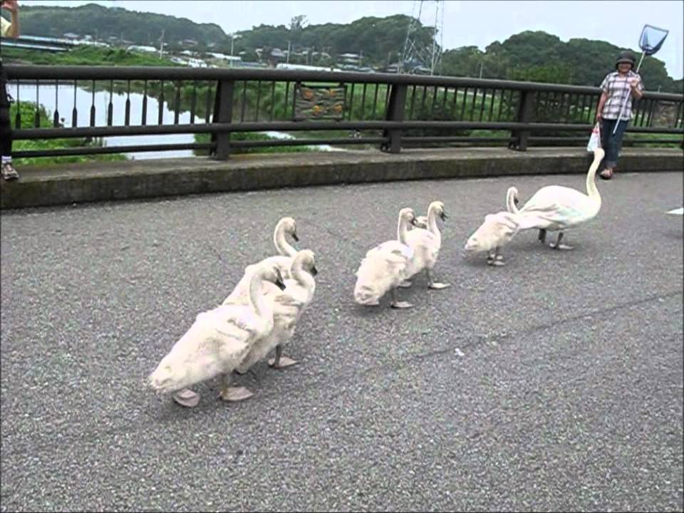 手賀沼のコブハクチョウ親子