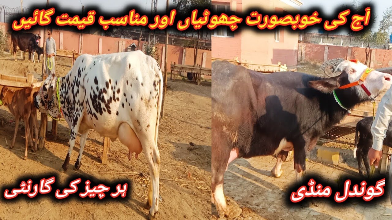 Beautiful Top Quality Highest Milking And Pregnant Buffaloes And Cholistani Cows For Sale At Gondal 