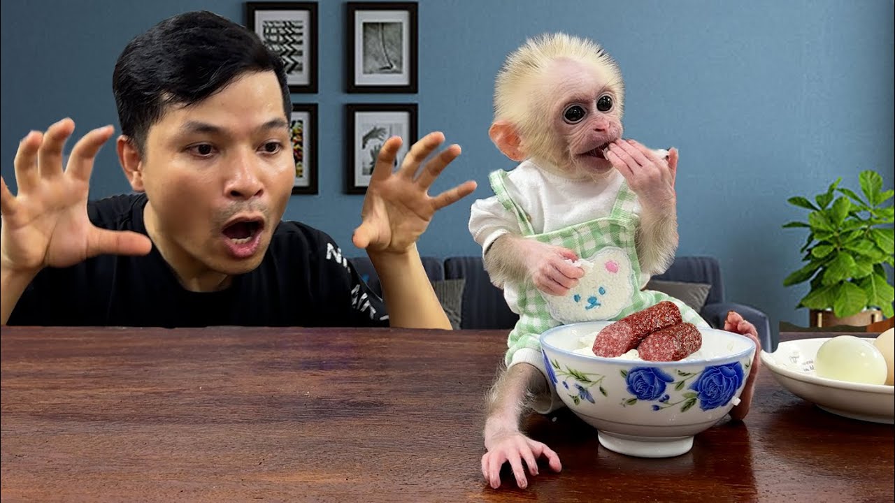 Baby monkey xuka was caught red handed eating her dad's food