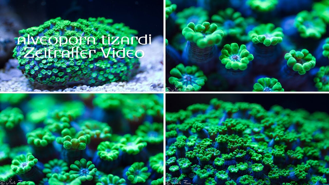 Alveopora Timelapse by Mark Flato