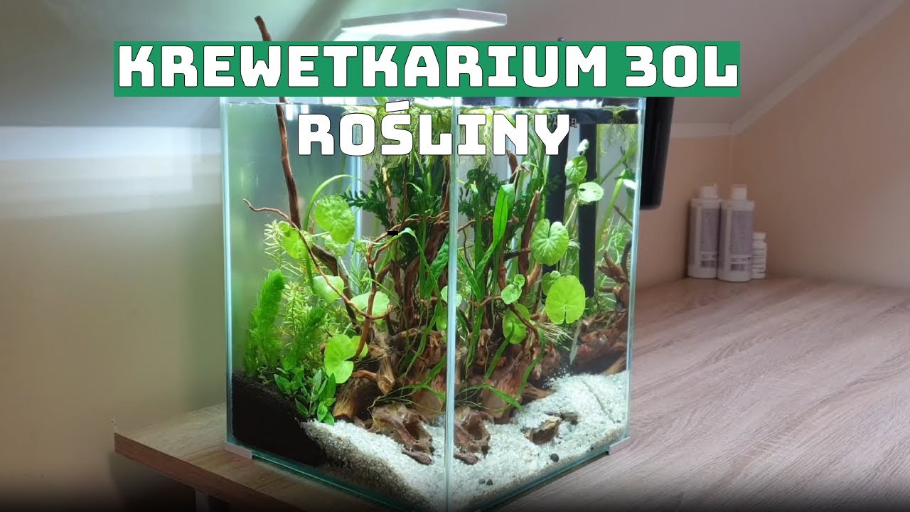 Krewetkarium 30l rośliny