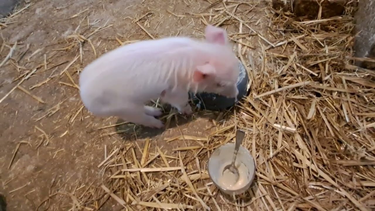 Sprzedaż prosiąt oraz krycie lochy. Ratujemy małego prosiaczka.