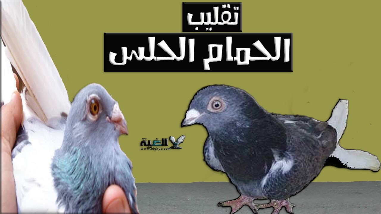 مواصفات الحمام الحلس والتأصيلة والأتواب من #الغية