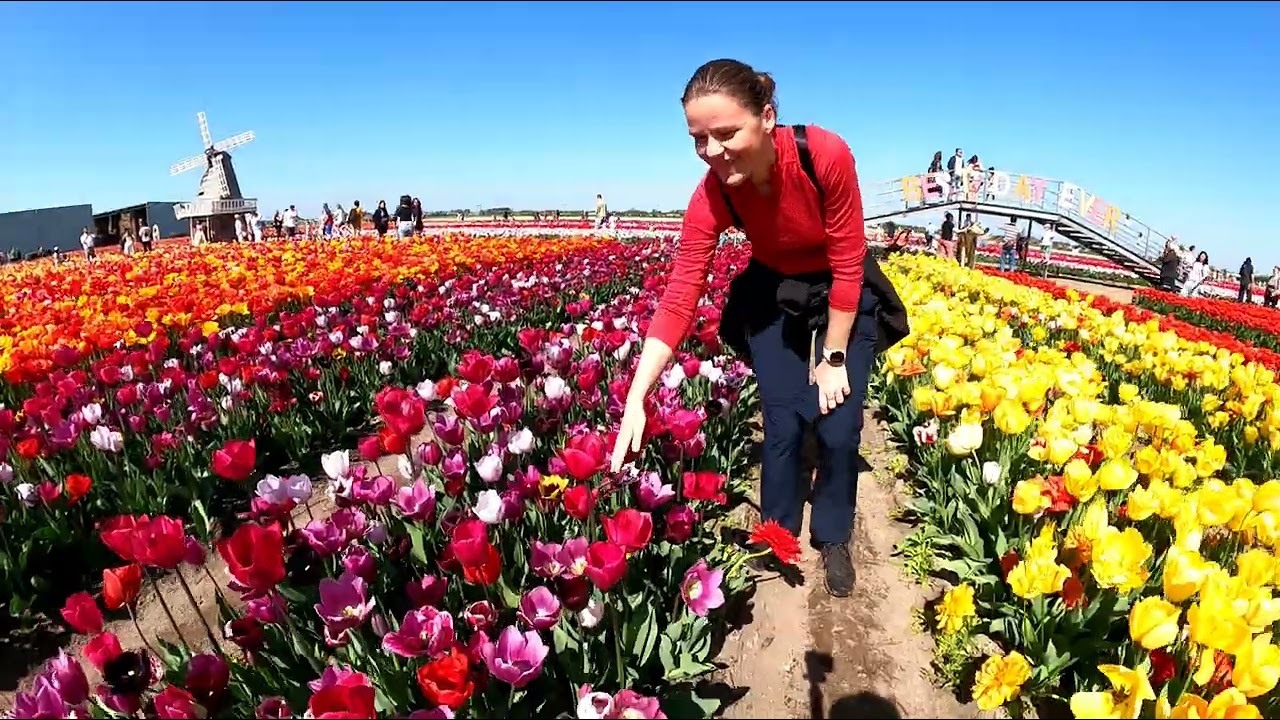 The Tulip Barn 2025 Holland