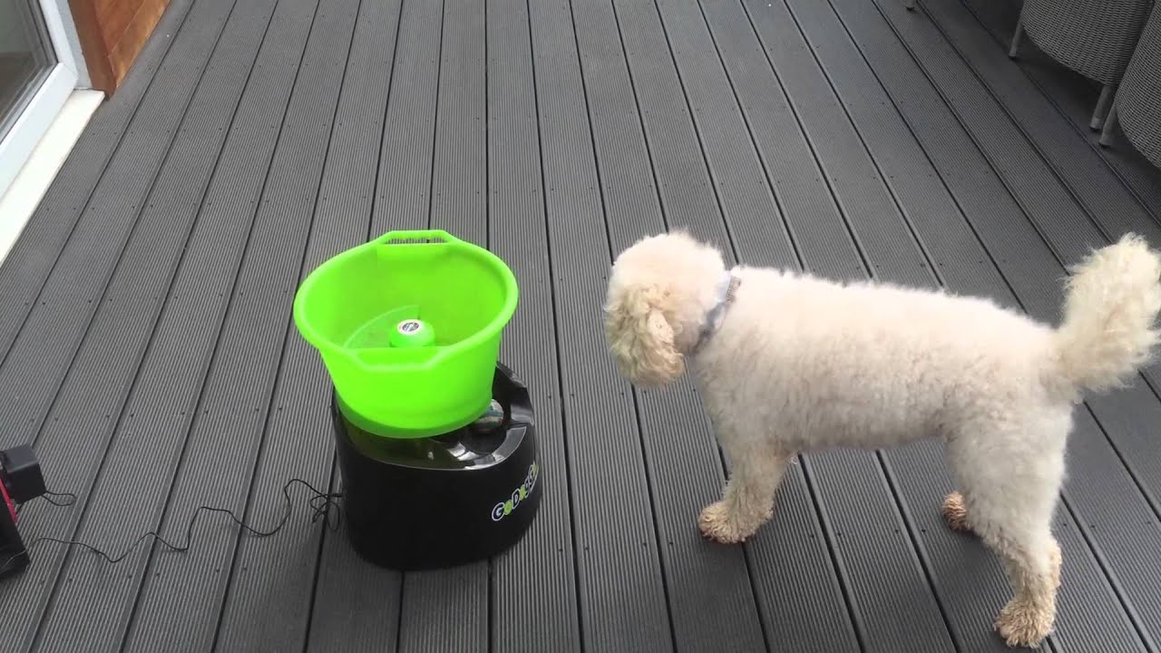 Dex and Molly using a GoDogGo Ball Launcher.