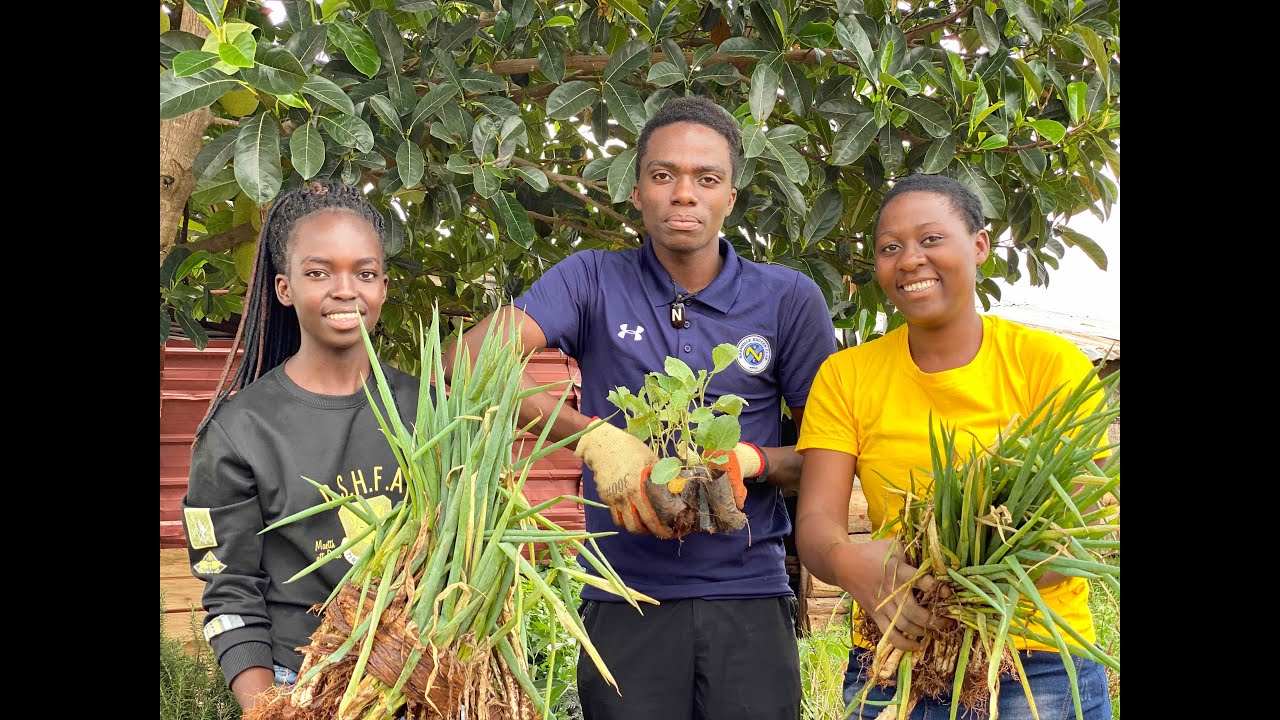 Top Crops to grow around your Organisation Compound as a way to live simple permaculture life