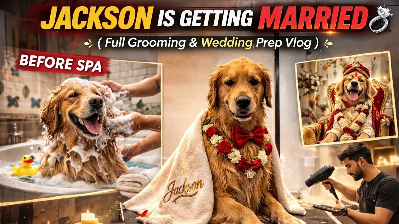 Jackson is Getting Married | Pet Wedding |Golden Retriever | Pet Lovers |Pet Vlog |Dipiekaa Family 