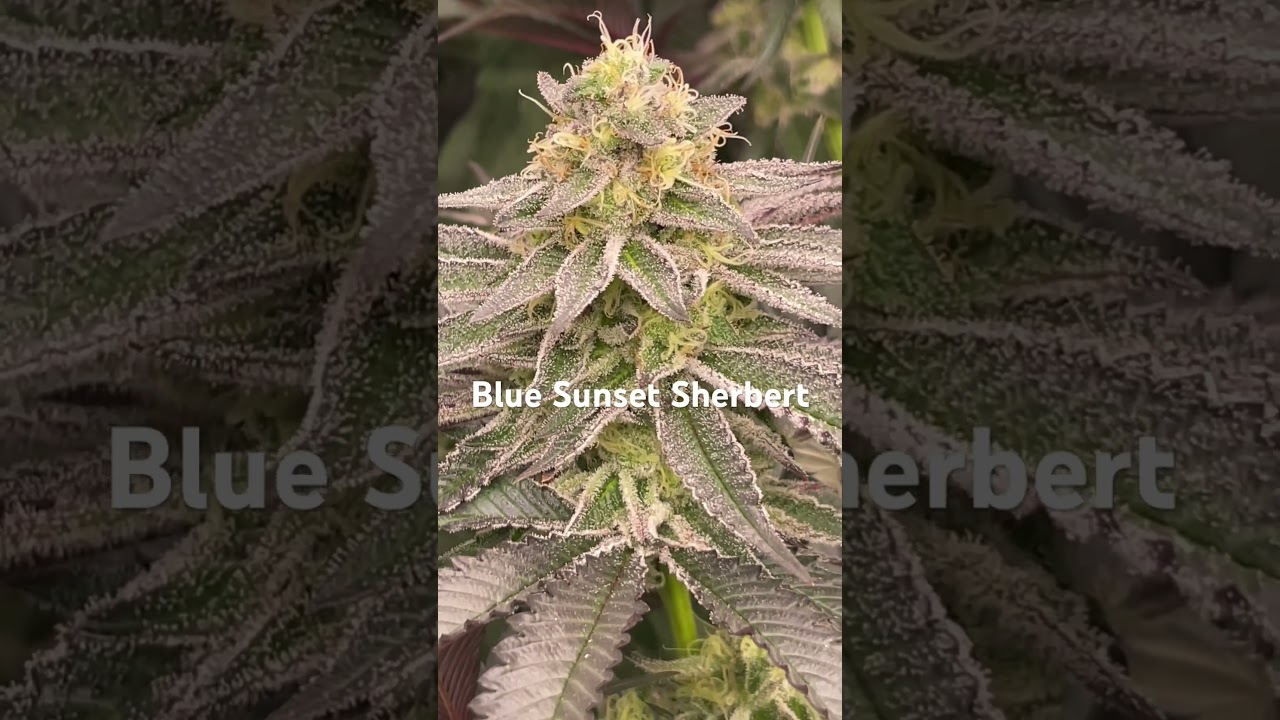 Blue Sunset Sherbert