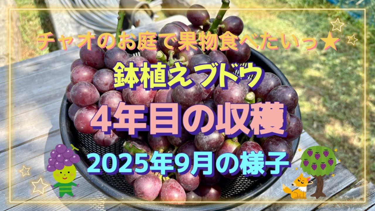 【ブドウ鉢植え4年目の収穫🍇