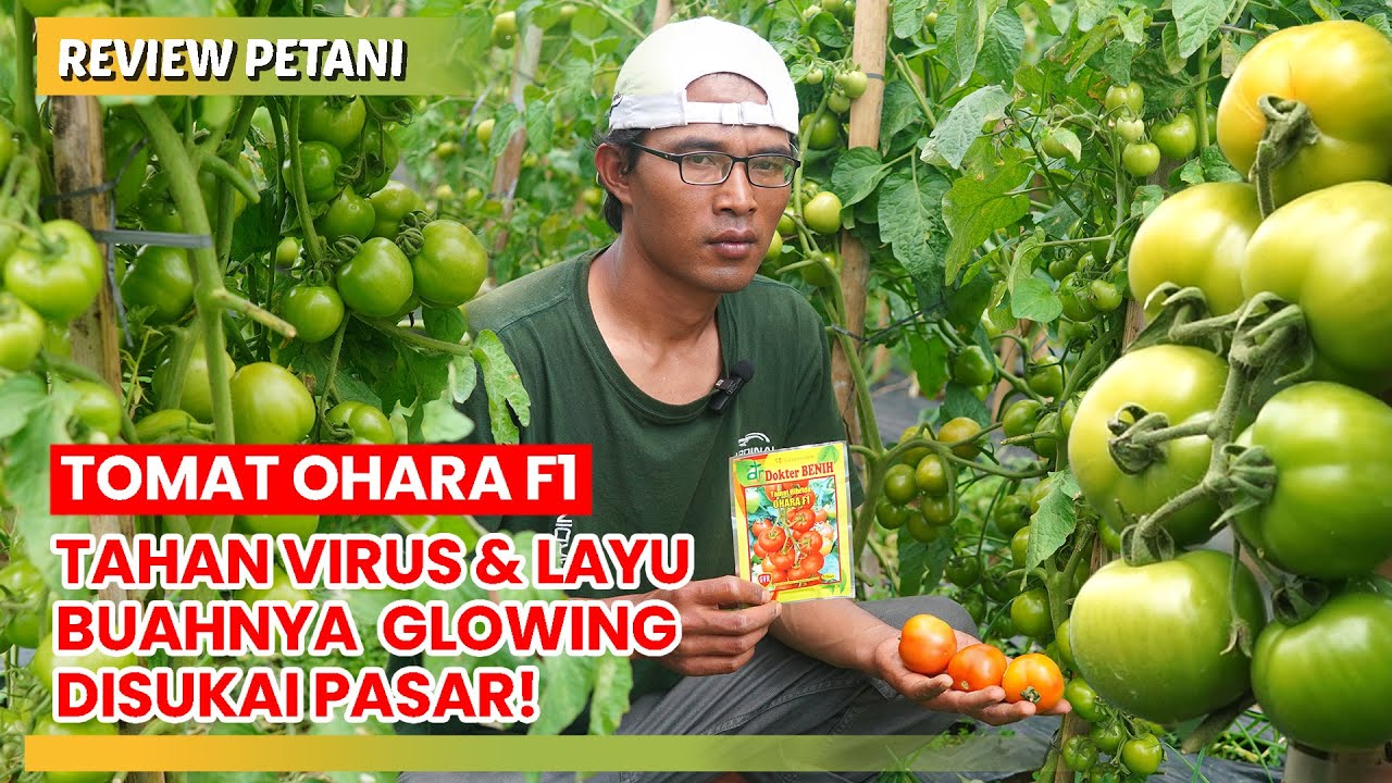 Meskipun di Lahan Janda, Hasil Tetap Luar Biasa! Tomat OHARA - Panen Cepat Untung Berlipat! #ohara