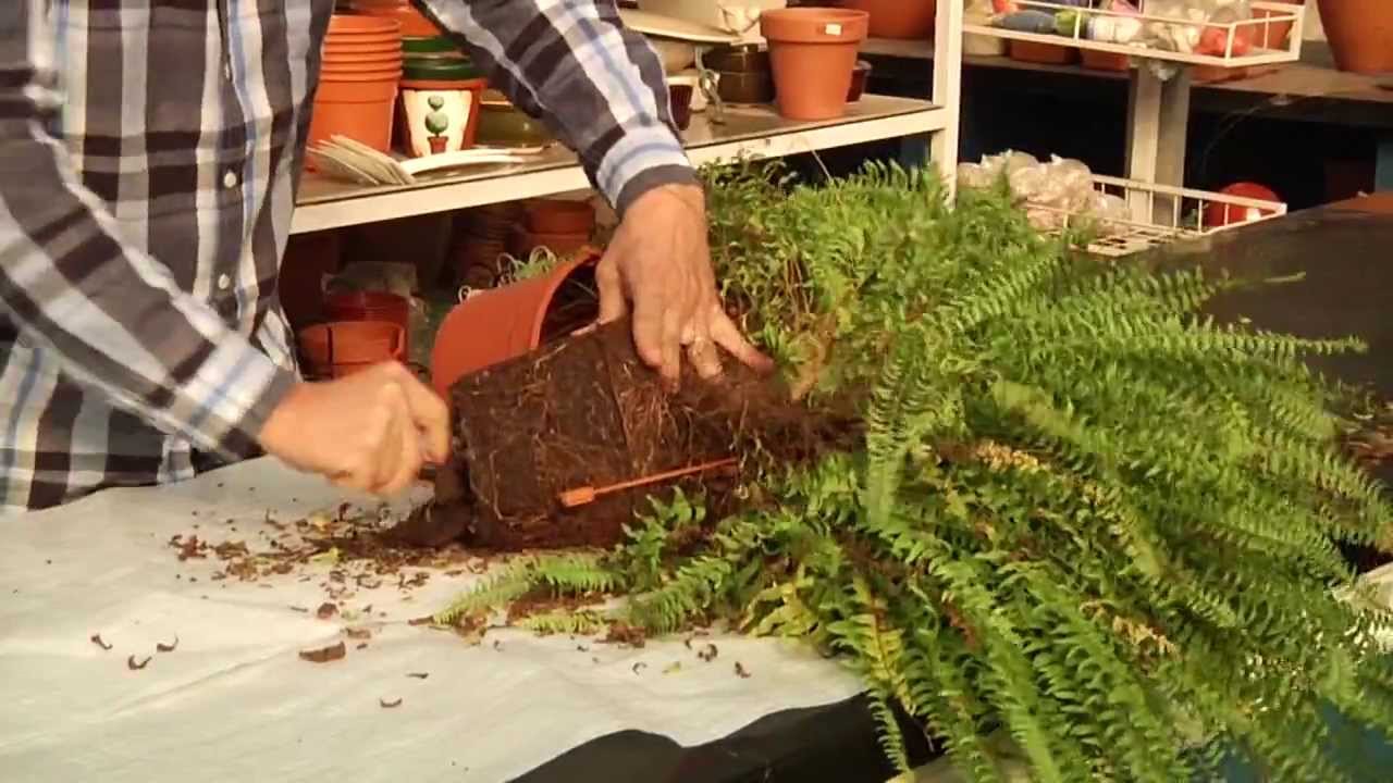 VIVERO ISA HELECHOS