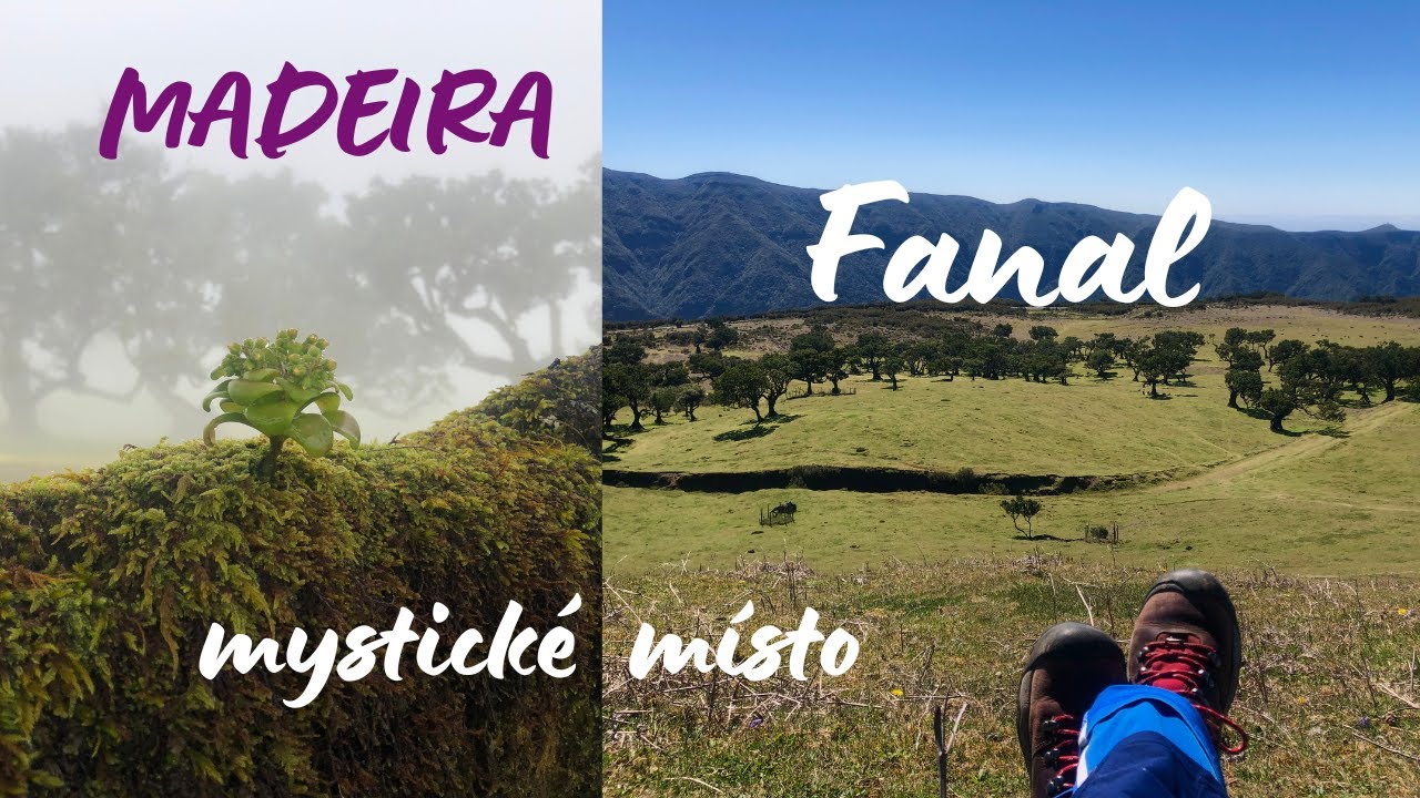 Fanal - Madeira 2022 záběry z mystického místa. #energie #mystikal #laurus #madeira #island