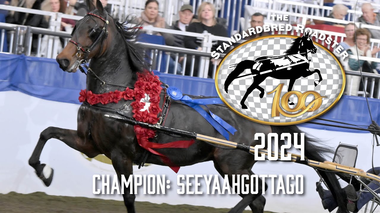 Standardbred Roadster 100 2024 года с чемпионом Seeyaahgottago | American Royal | ОБНОВЛЕНО