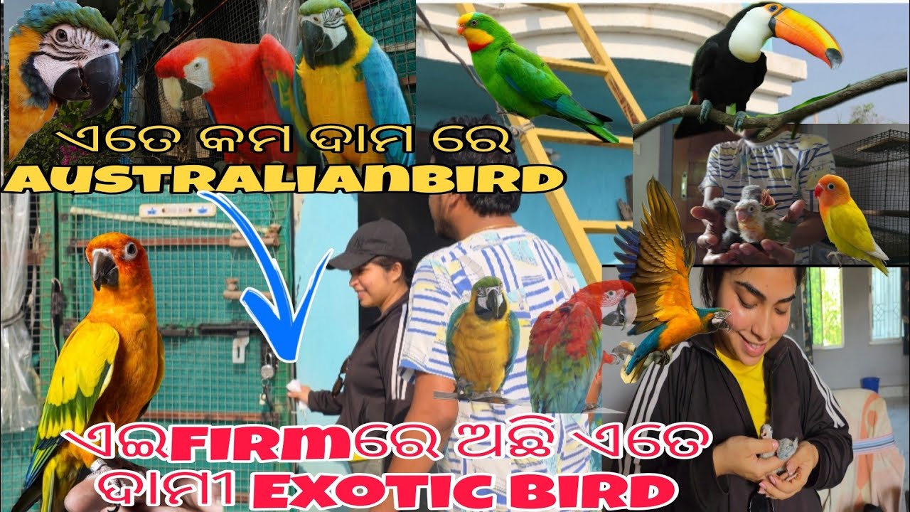 ଏଇFIRMରେ ଅଛି ଏତେ ଦାମୀ EXOTICBIRD🦜||Keonjhar  ରେ ପ୍ରଥମ ଥର ଦେଖିଲି ଏମିତିକା PARROT|| ଏତେ କମ ଦାମ ରେ 🤯