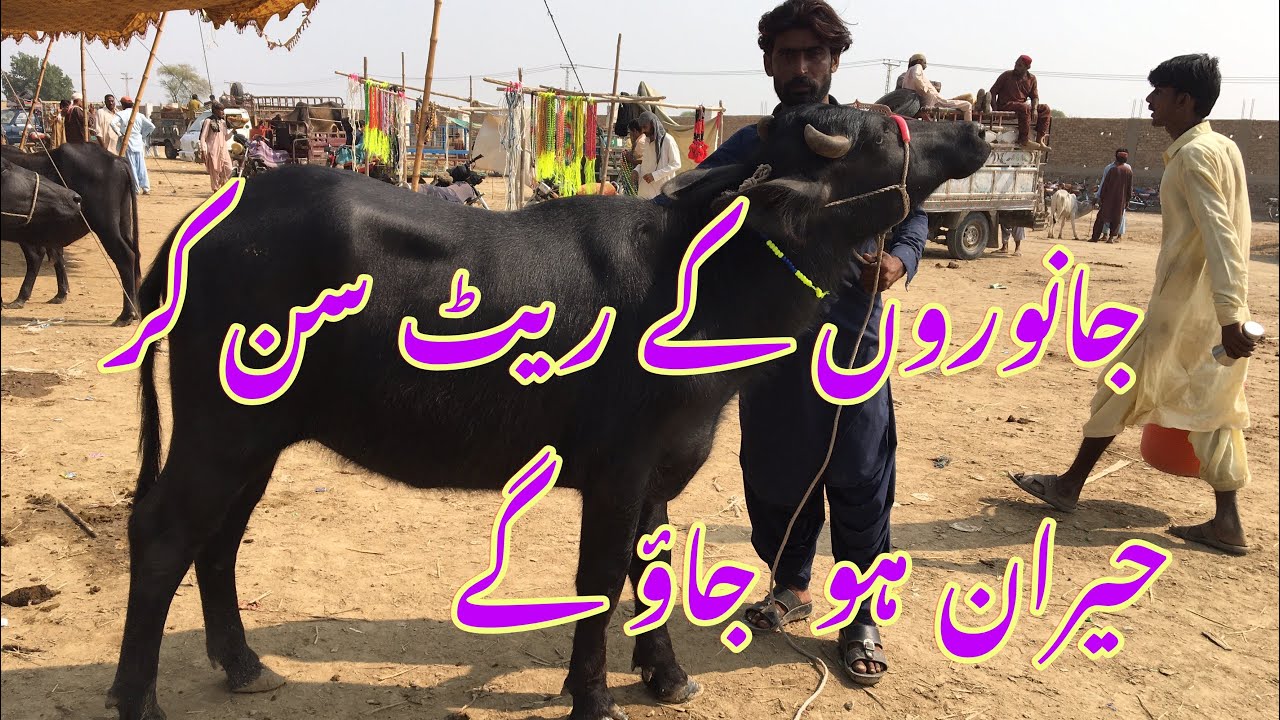 Sindhi Bhains Mandi today update||Nili Ravi Buffalo Mandi today update||Buffalo price today update
