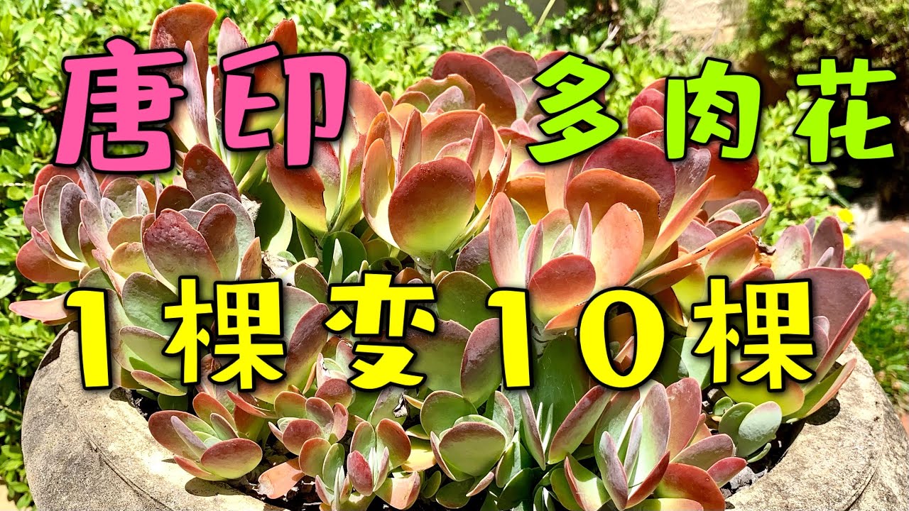 唐印  怎样快速扦插 - Propagation of paddle plant 多肉唐印水培和土培方法 108