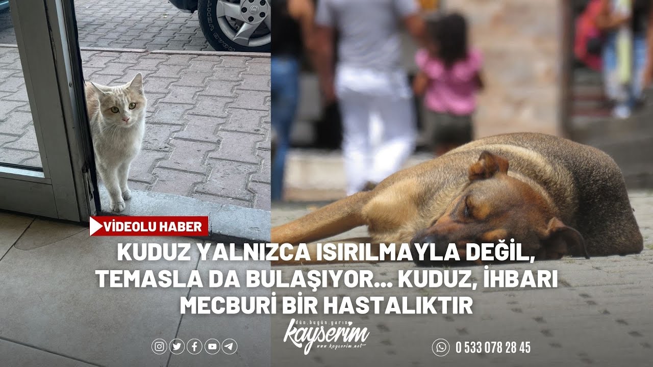 Kuduz yalnızca ısırılmayla değil, temasla da bulaşıyor... Kuduz, ihbarı mecburi bir hastalıktır