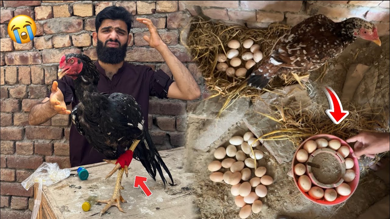 Kalusha langra ho gya 😭 Murgi ando per nai bathi 😠
