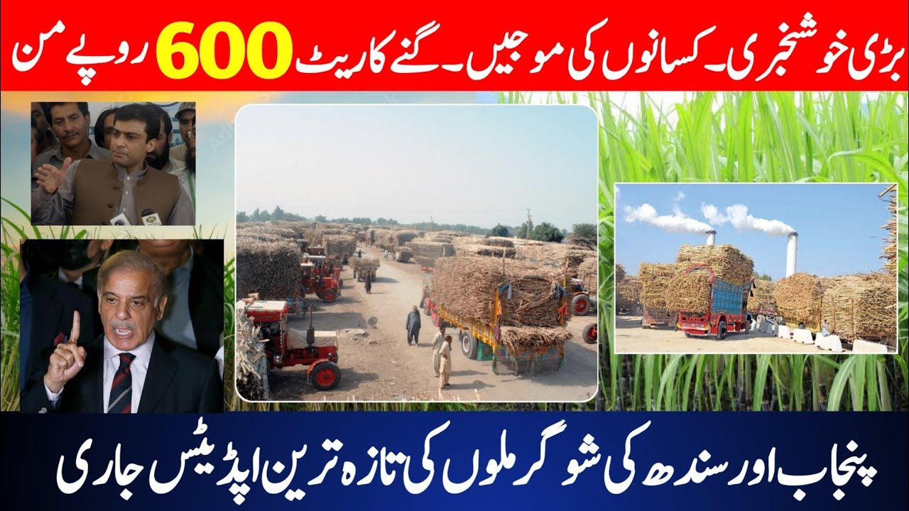 Pakistan Sugarcane Rate Rs 600 Latest Update | New Sugar Mills Price in Punjab & Sindh 2025-2026