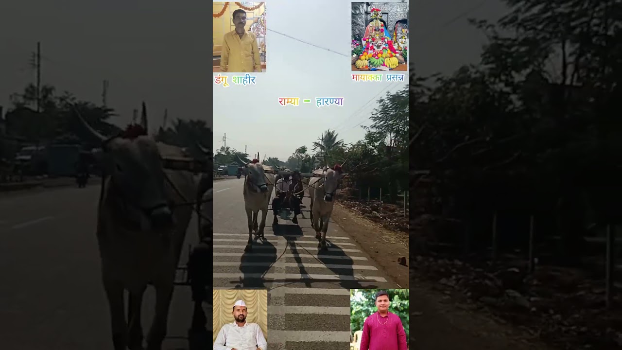 चिंचणी मायाक्का यात्रा 2026🚩. श्री नरुटे , संजय पोवार यांची घरची जोडणा , हारण्या - राम्या 👑