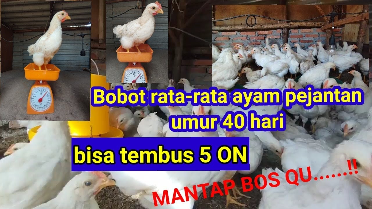 bobot rata rata ayam pejantan umur 40 hari. (@asep andika farm)