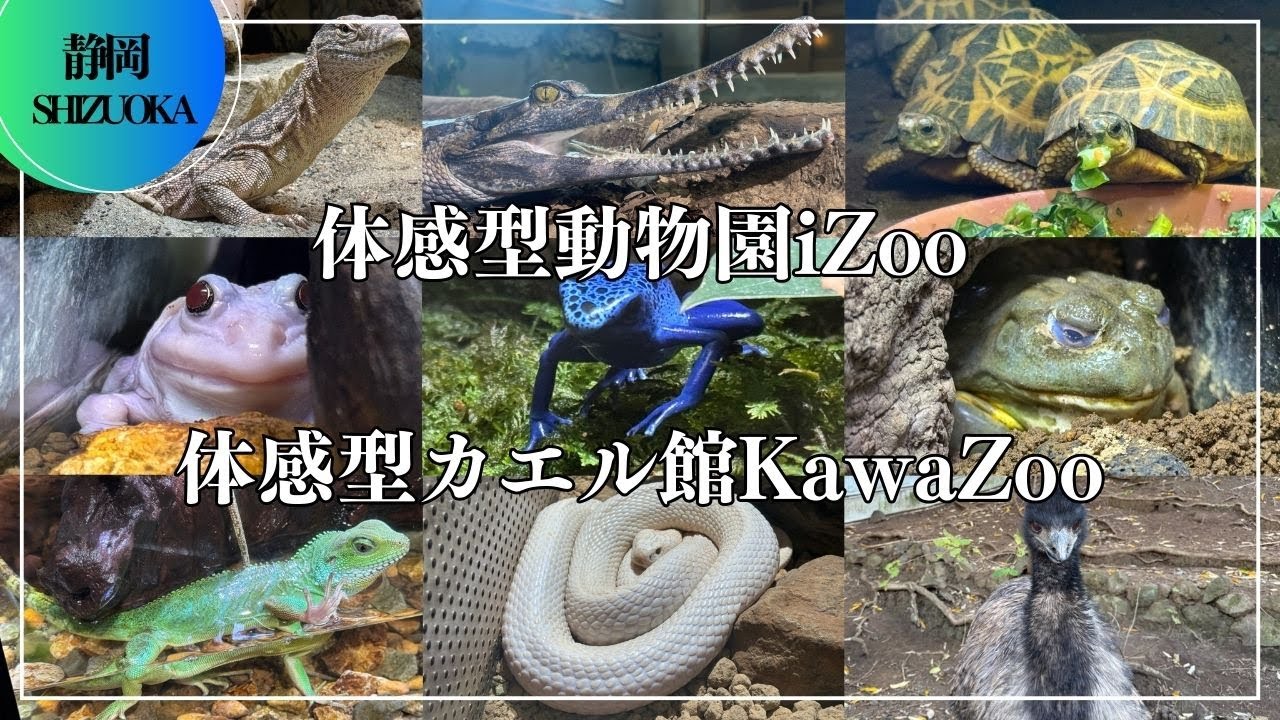 爬虫類と両生類の動物園！体感型動物園iZoo 体感型カエル館KawaZoo Reptile and Amphibian Zoo! Ι 静岡 Japan Shizuoka