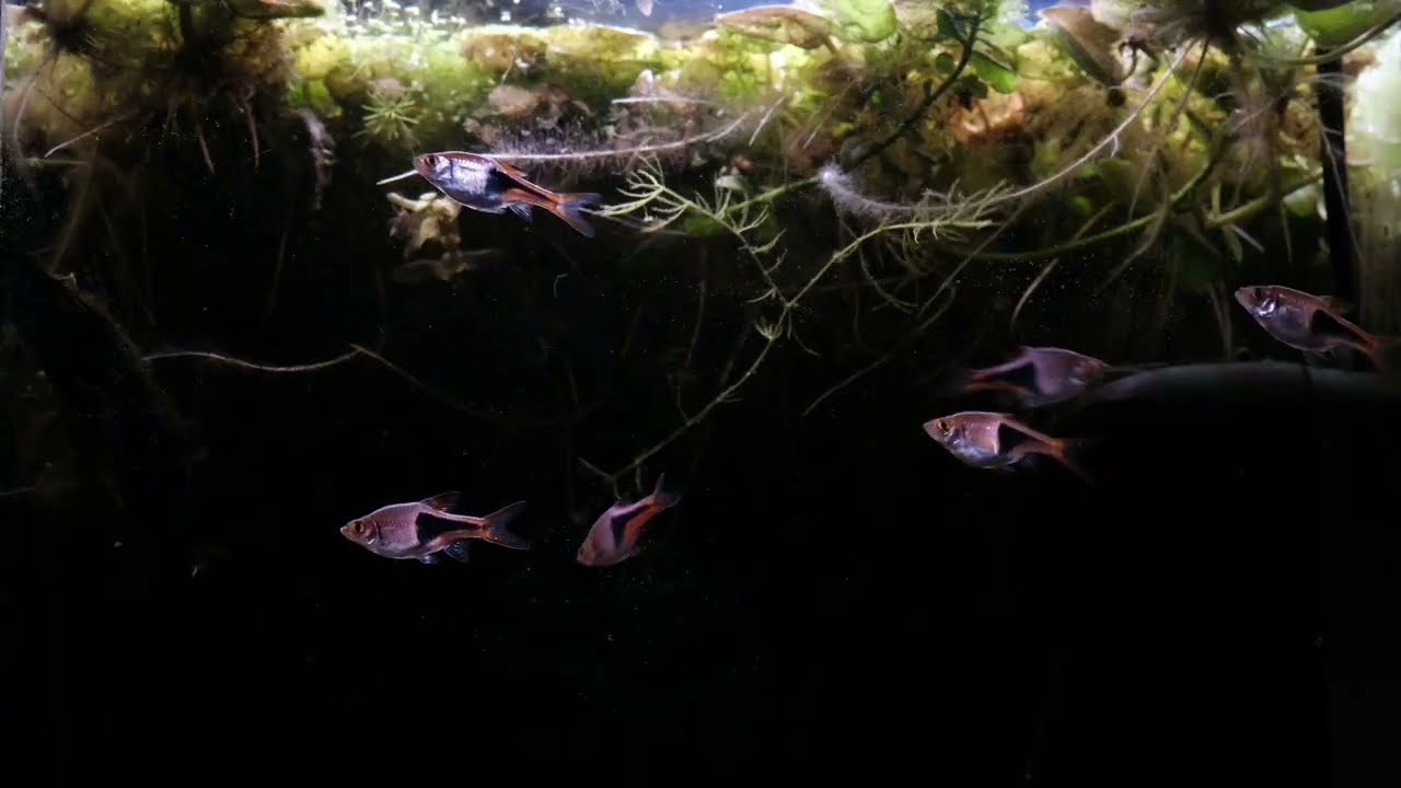 Ékfoltos razbórák ikrázása a közös akváriumban