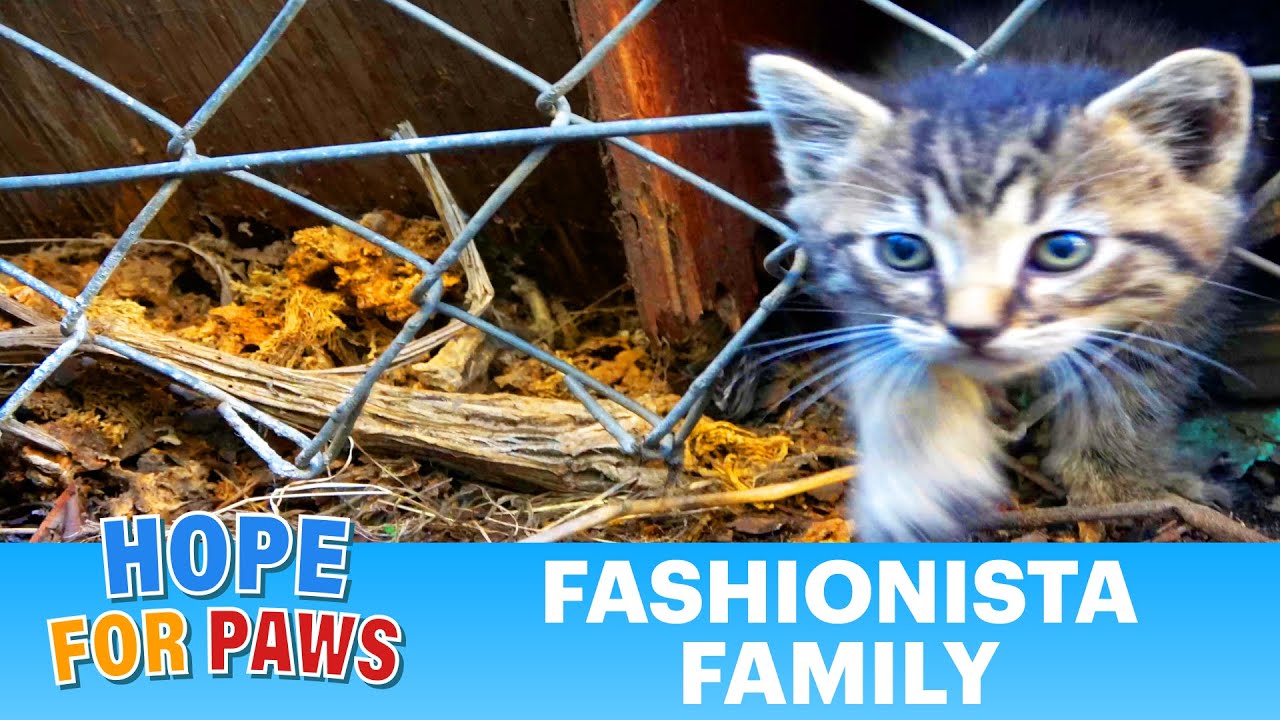 Kitten heard his mom calling, and that was the exact moment when... #kittenrescue