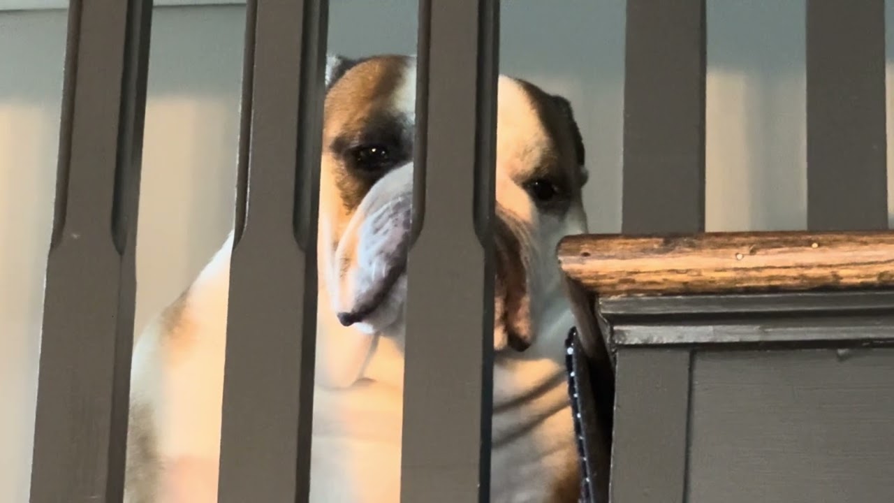 Dog JAIL: Busted Bulldog 