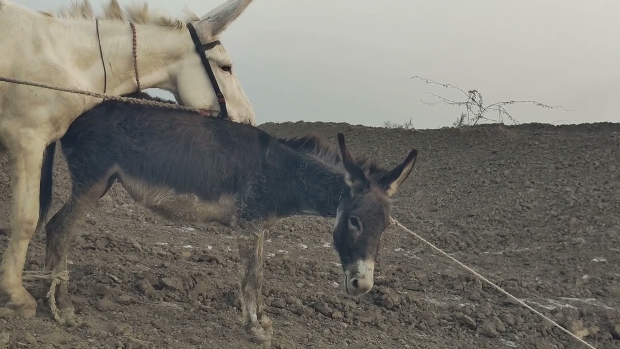коні аговози. Жеребець на Паровку.Привезли лошицю з бачача.коні Тернопільщини.YT2026....