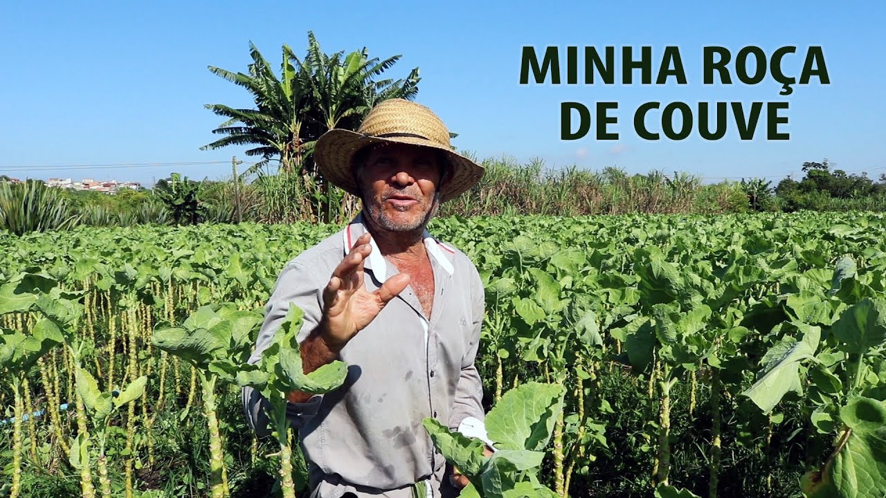 12 MAÇOS DE COUVE MANTEIGA POR 2 REIAS CADA | AGRICULTURA FAMILIAR
