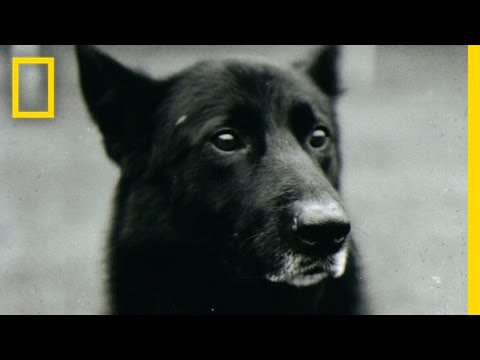 How a Handler and Her Dog Defied Army's Expectations | National Geographic