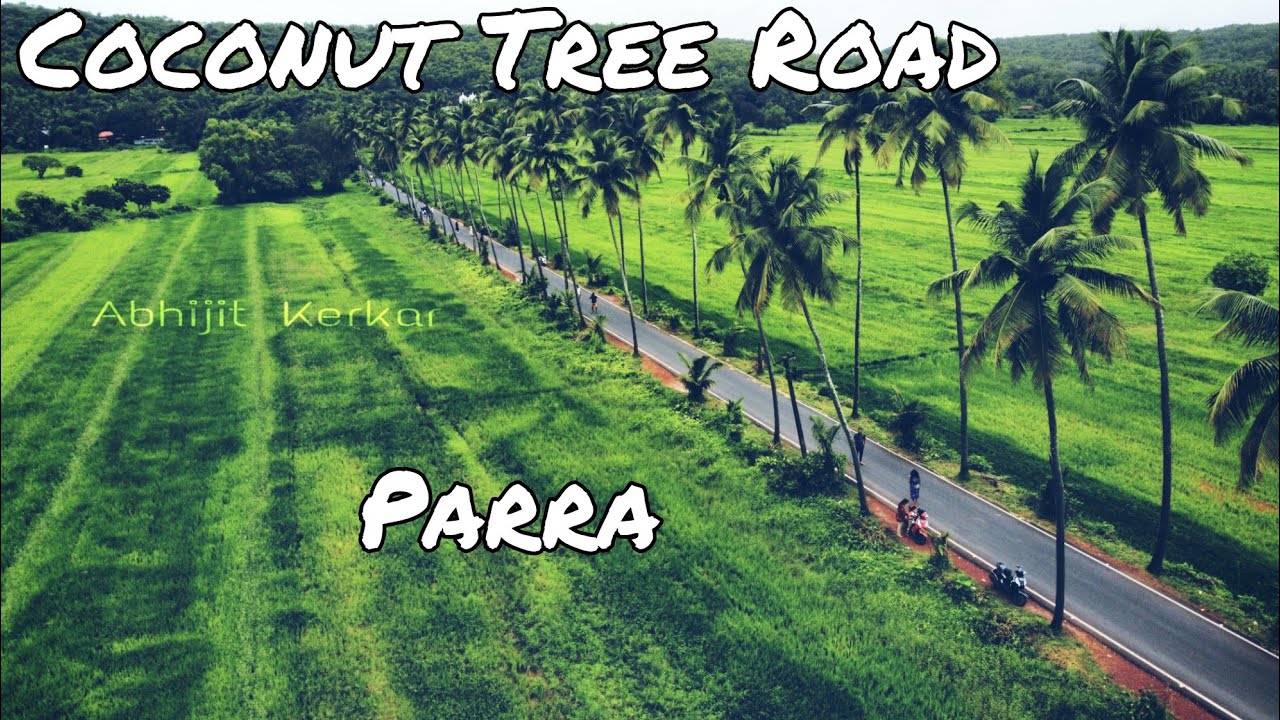 Coconut Tree Road | Parra | Drone View
