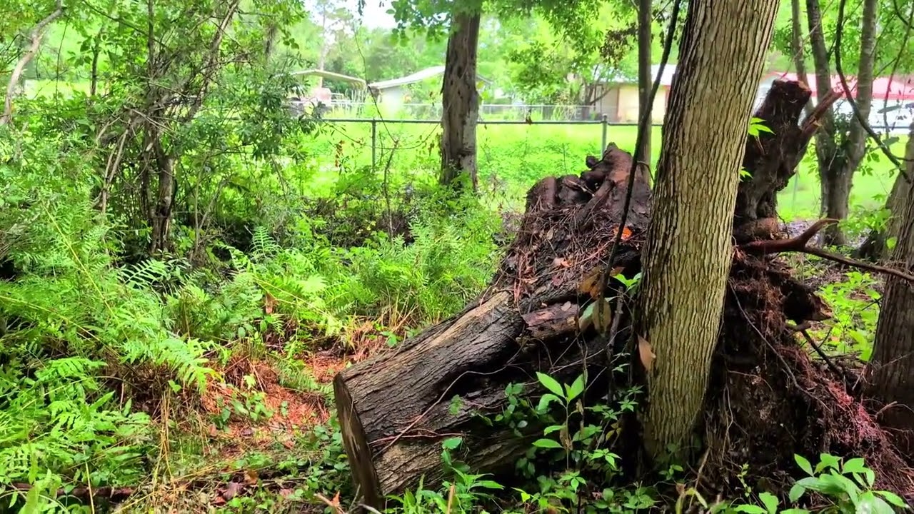 Pond Update And Trees Down Part 1