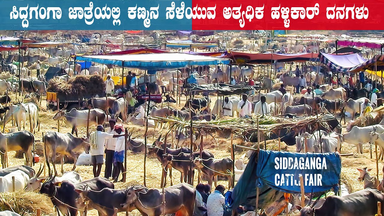 2022 Siddaganga Cattle Fair near Tumkur in Karnataka | Hallikar Cattle Fair in Karnataka - Part 2