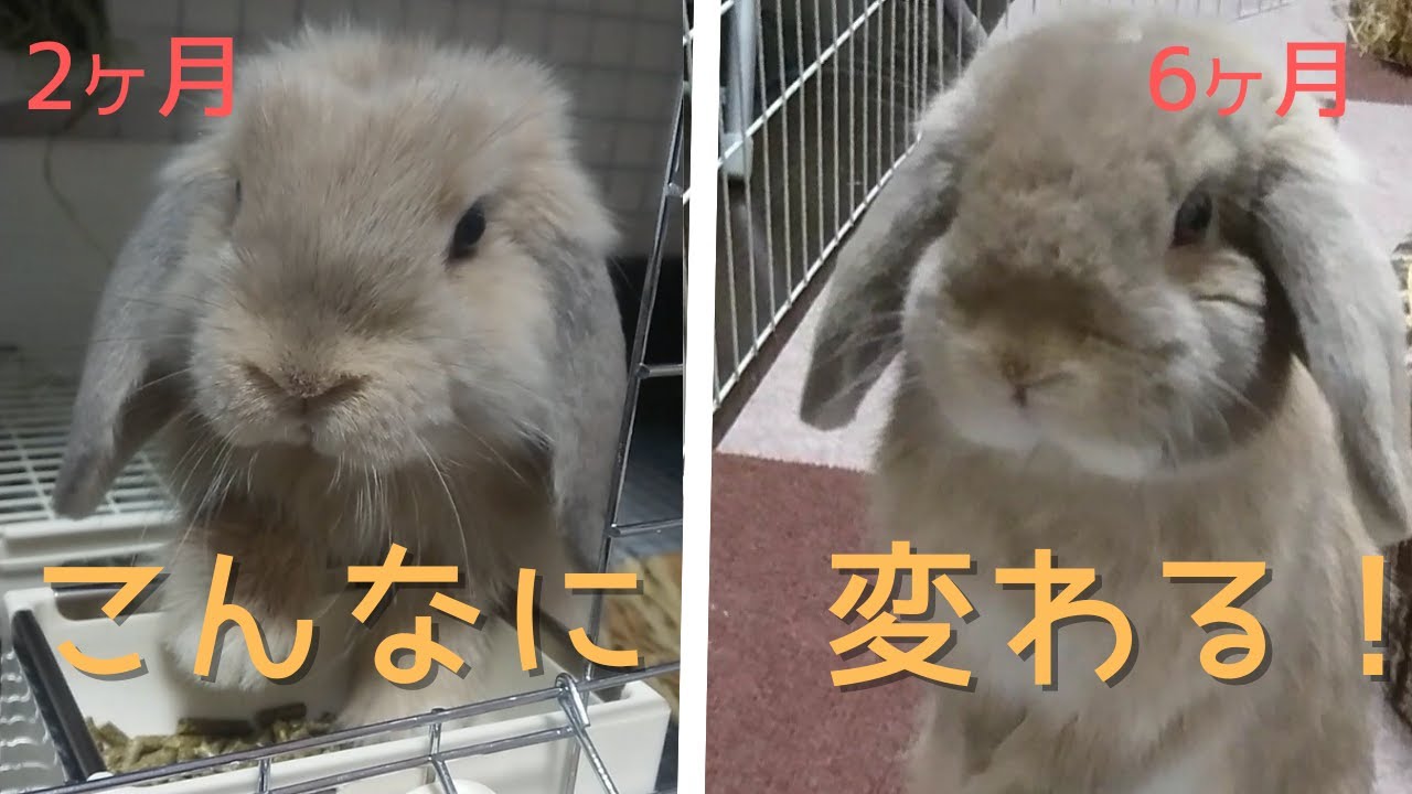 ホーランドロップ子うさぎの成長～生後2ヶ月から6ヶ月の体重と日々の記録