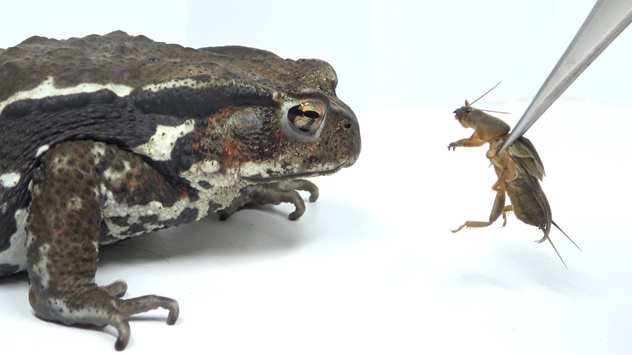 腹ペコのヒキガエルに瀕死のオケラを近づけると...