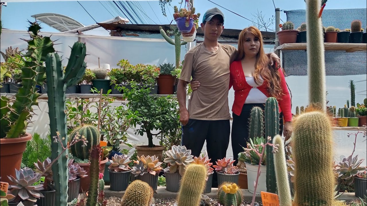 cactus y suculentas más económicas del ecuador