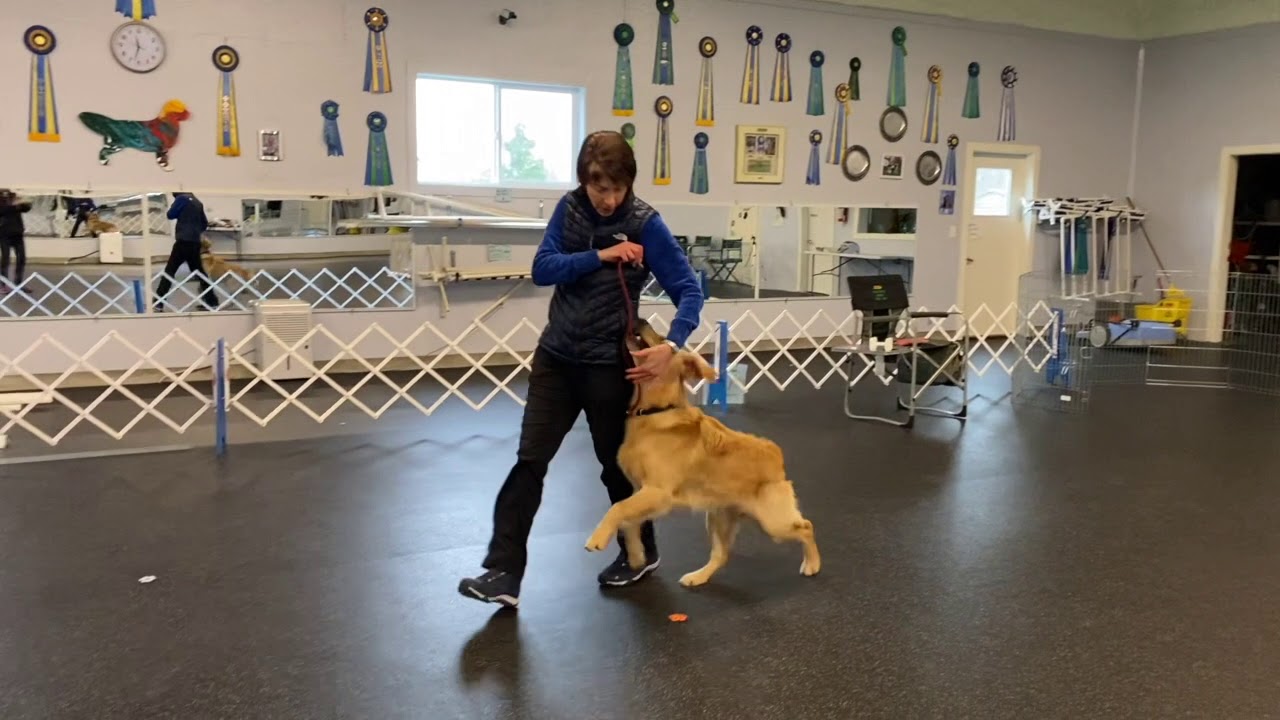 Seven heeling 7 months old with Janice Gunn