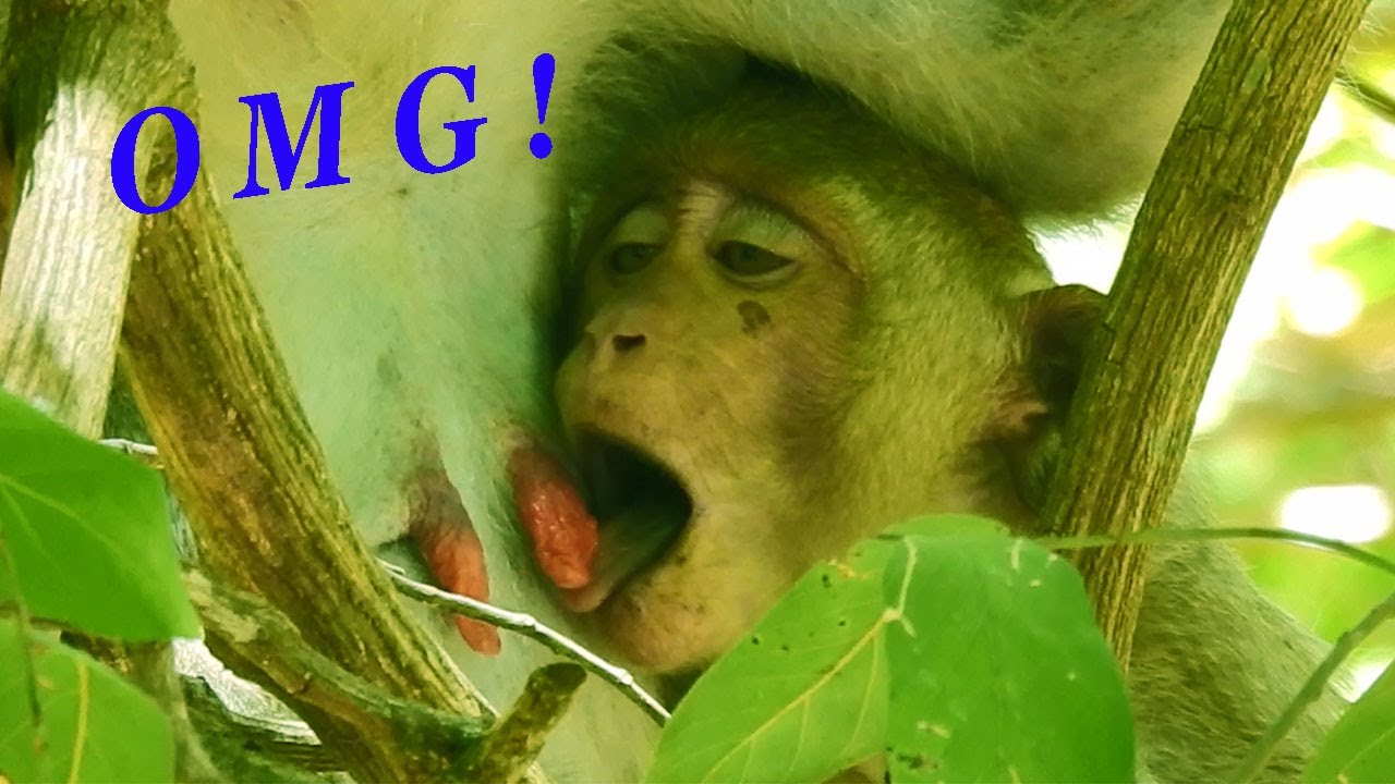 OMG! What's  Little Janet Doing With Mom Milk?, Super Hungry Milk Janet, Using Tongue To Get It