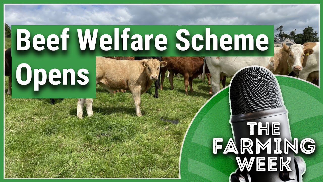 Beef Welfare Scheme opens, decline in liquid milk suppliers | The Farming Week Podcast