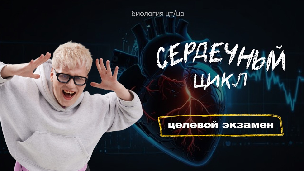 СТРОЕНИЕ СЕРДЦА И СОСУДОВ. СЕРДЕЧНЫЙ ЦИКЛ | Целевой экзамен