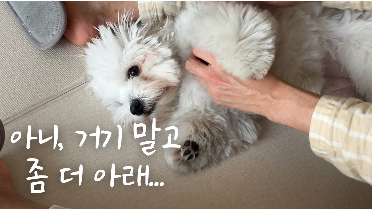 손맛을 알아버린 강아지ㅣ꽃순ㅣ꼬똥드툴레아