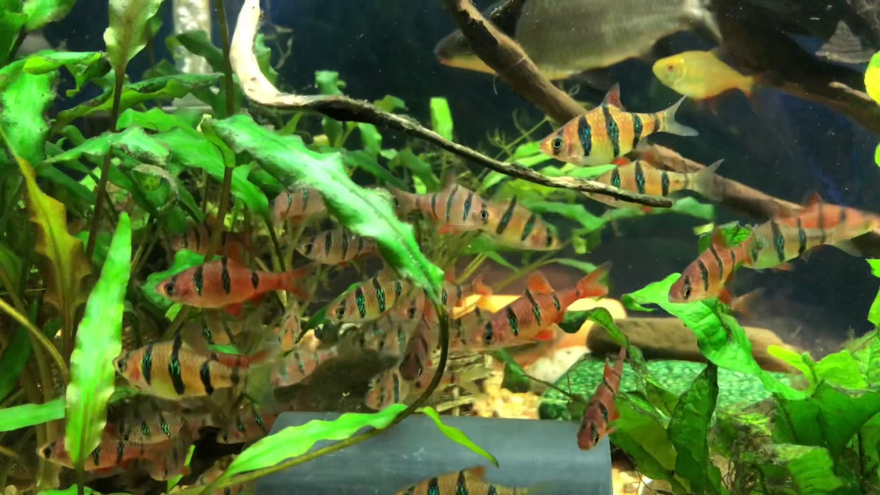 Pentazona Barb’s