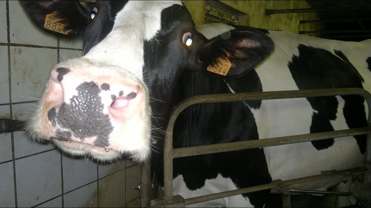 Vaches Prim'Holstein - La traite - Charmont s/B -10