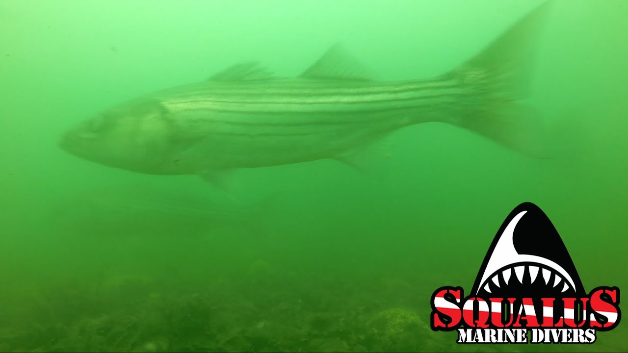 BASSY ROCKS - MID LONG ISLAND SOUND - SQUALUS MARINE DIVERS