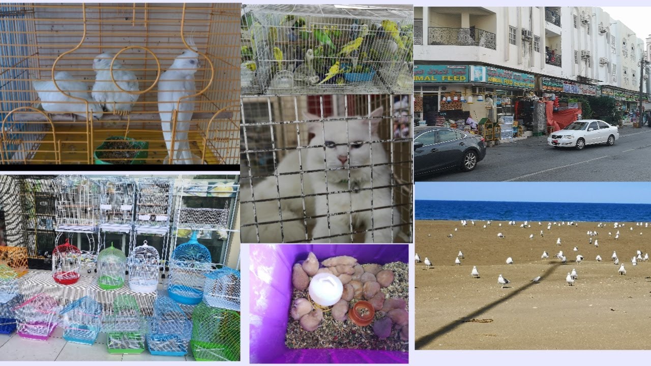 Oman biggest pet birds market#🐦Muscat seeb#